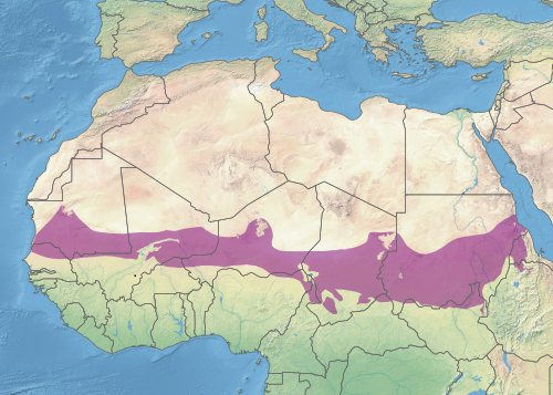 Vue d’ensemble du Sahel – actions Help for Sahel